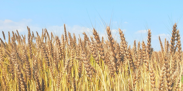 小麦の相場価格推移と価格転嫁